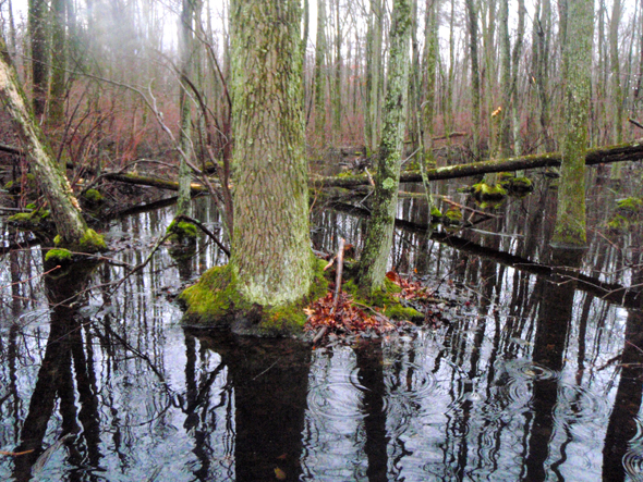 Woodland-Pool--swamp