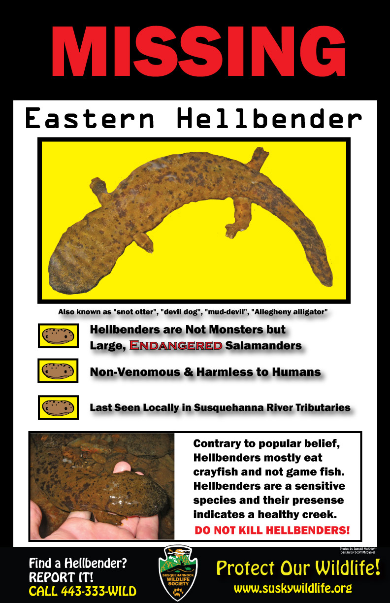 Hellbender