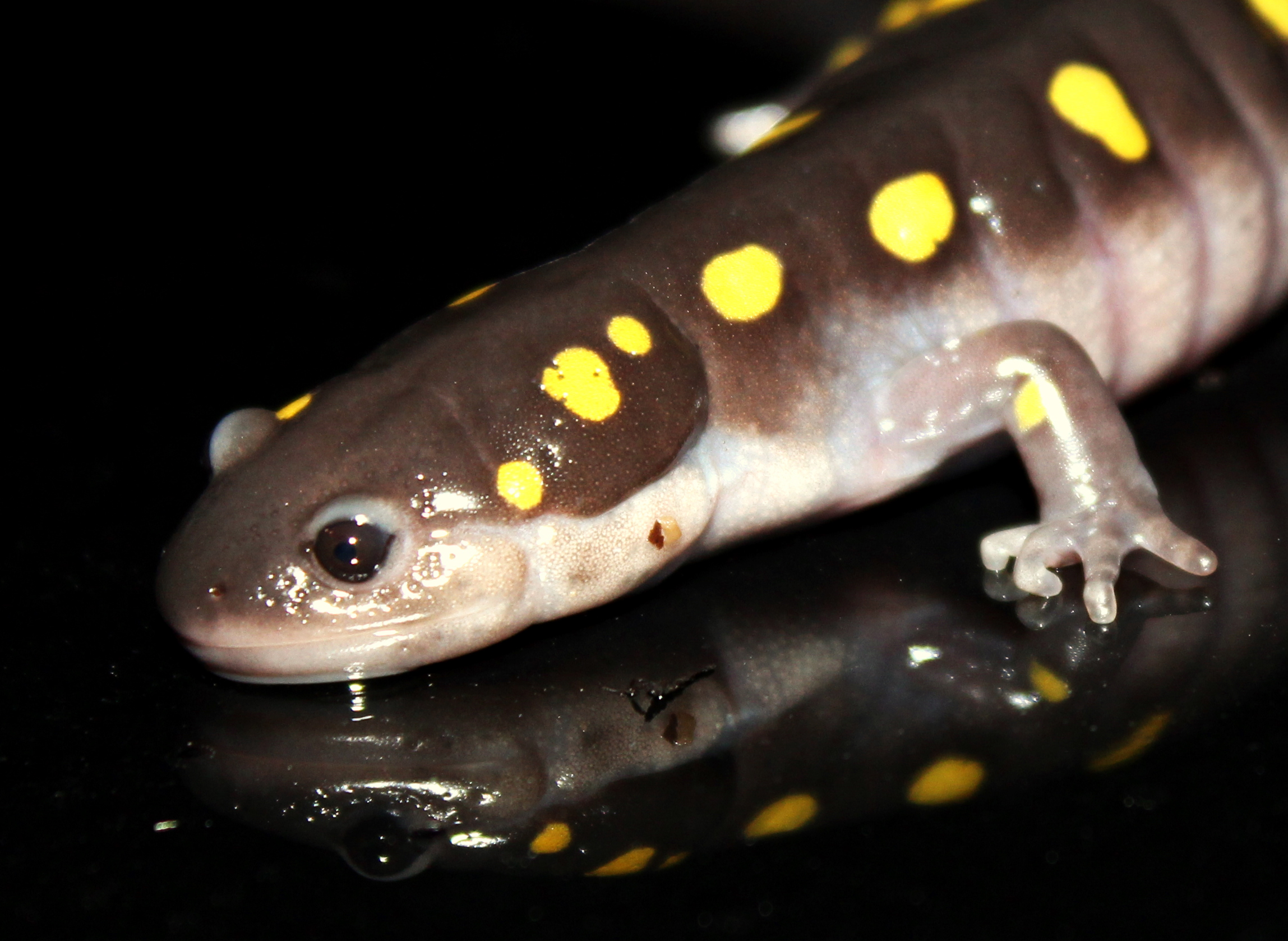 Night of the Salamanders