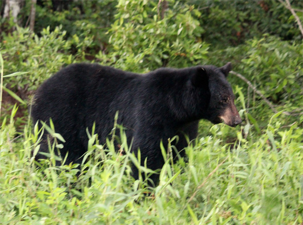 Bear on the Run – Can Our Lost Wildlife Return?