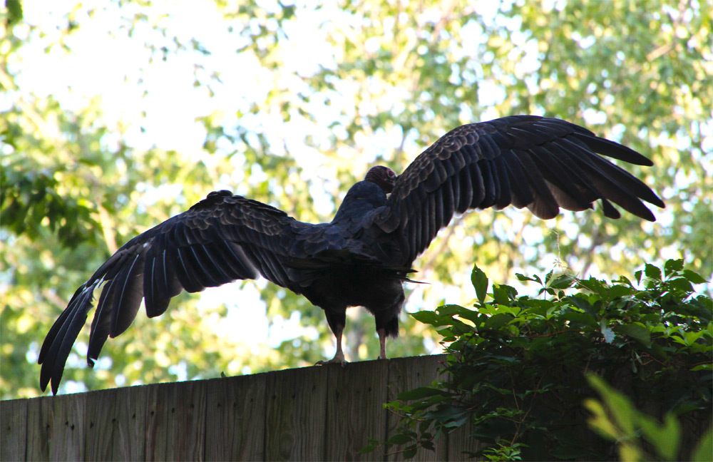 Sittin’ on a Fence in the Woods- A Vulture Rescue
