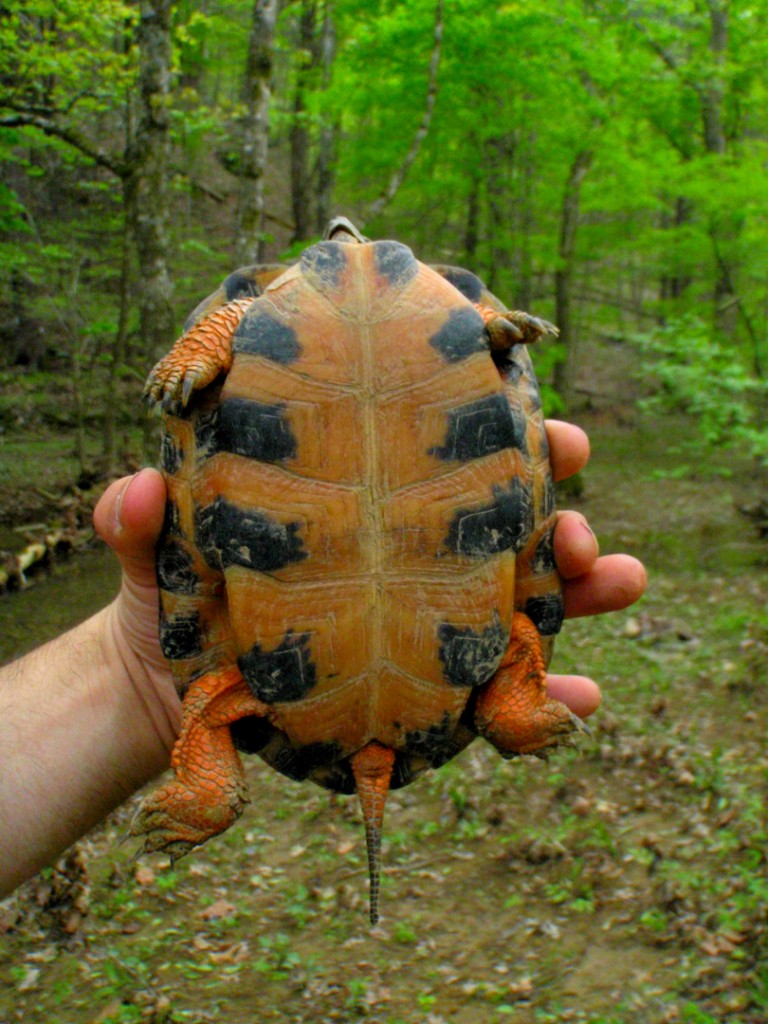 Woodturtle2