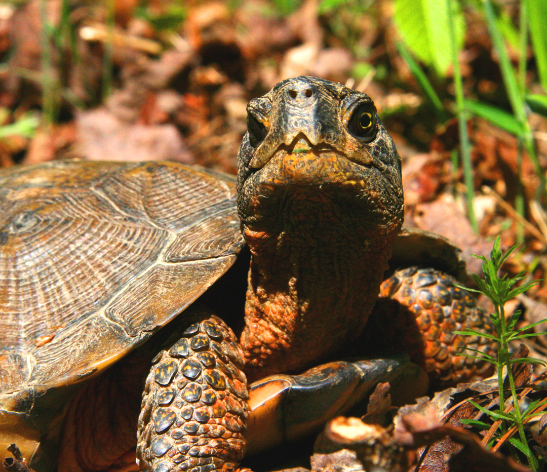 The Wood Turtle – Adrift in a Fragmented World