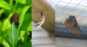 Baltimore-Checkerspot-Cycle