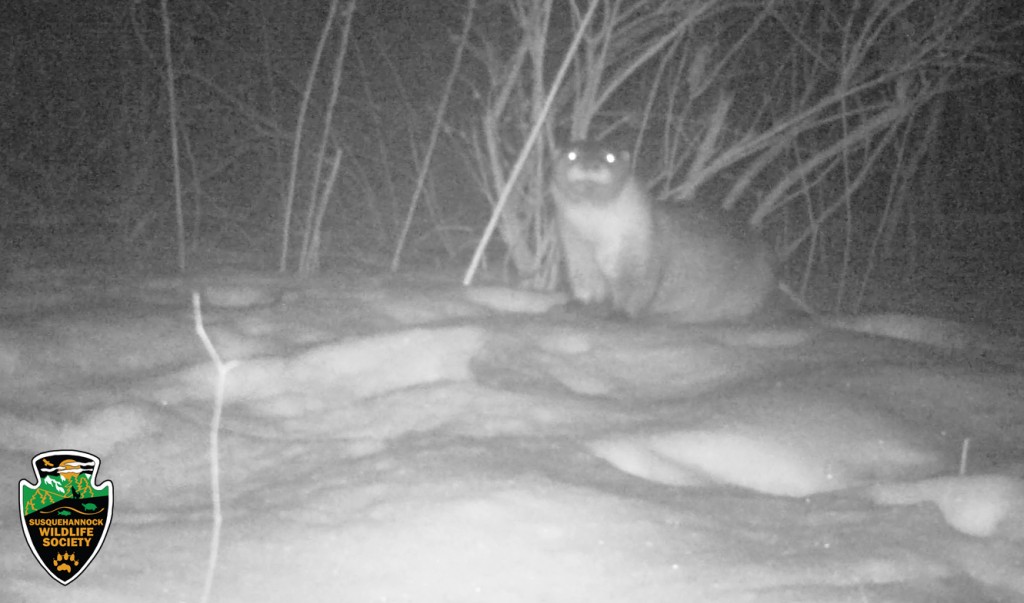 Trail Camera -River-Otter