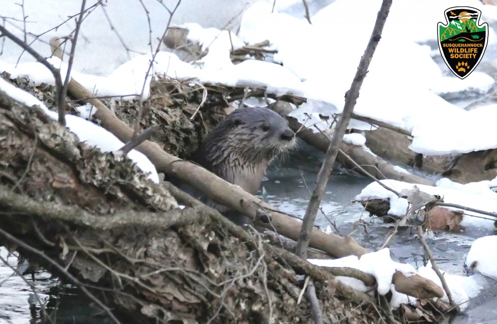 River-Otter under log