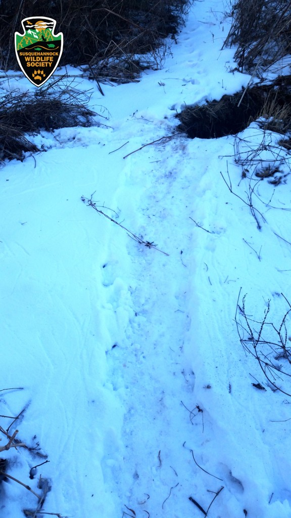 River-Otter-Tracks