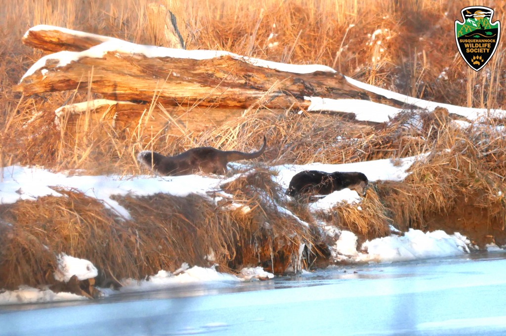 River-Otter-pair