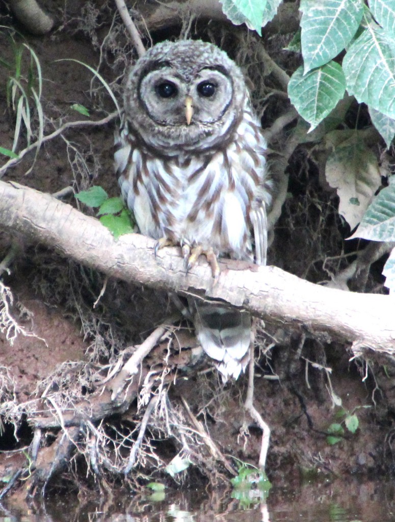 Barred-owl-by-river