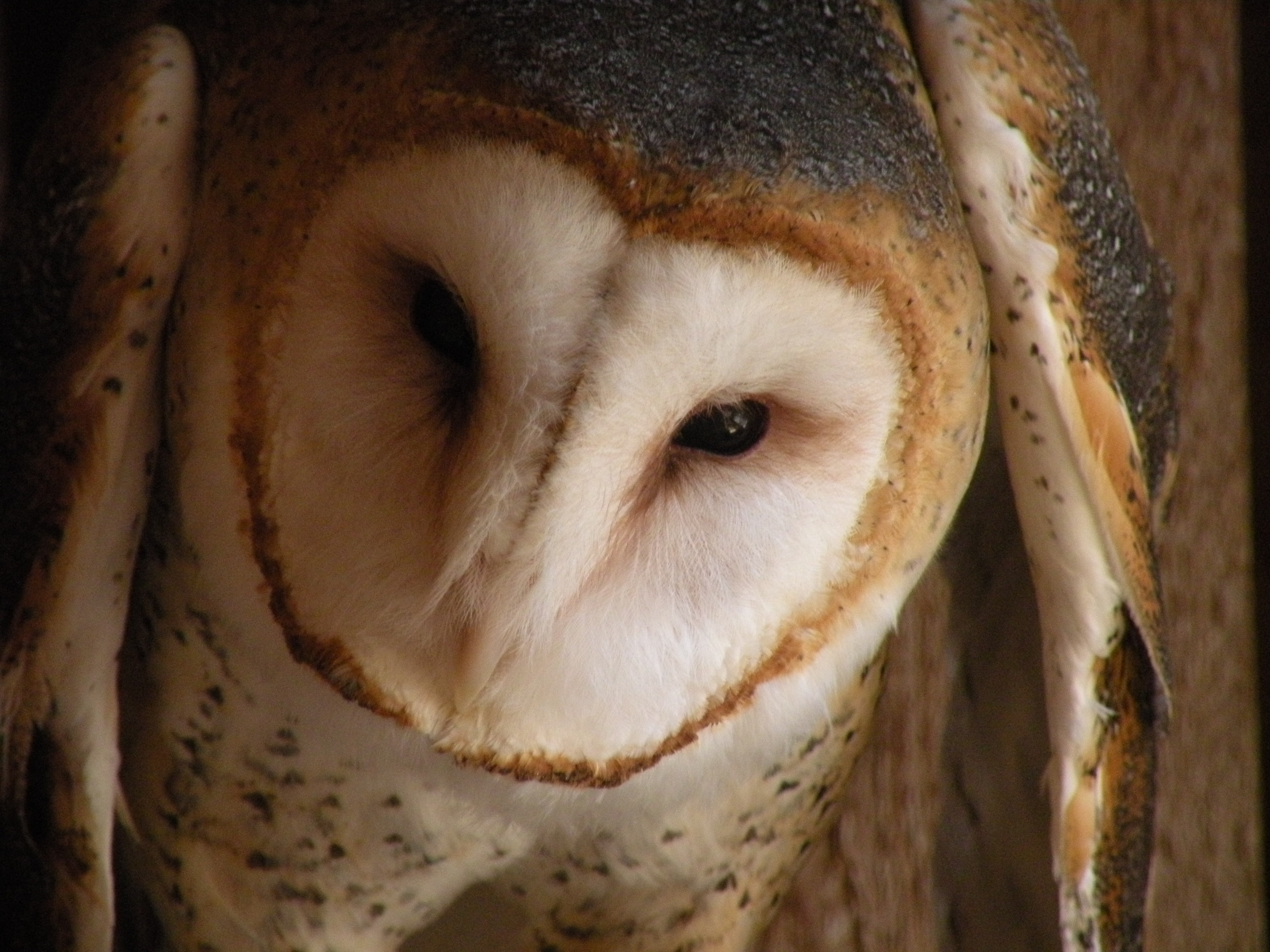 Up Owl Night:  An Inside Look into Maryland’s Nocturnal Hunters