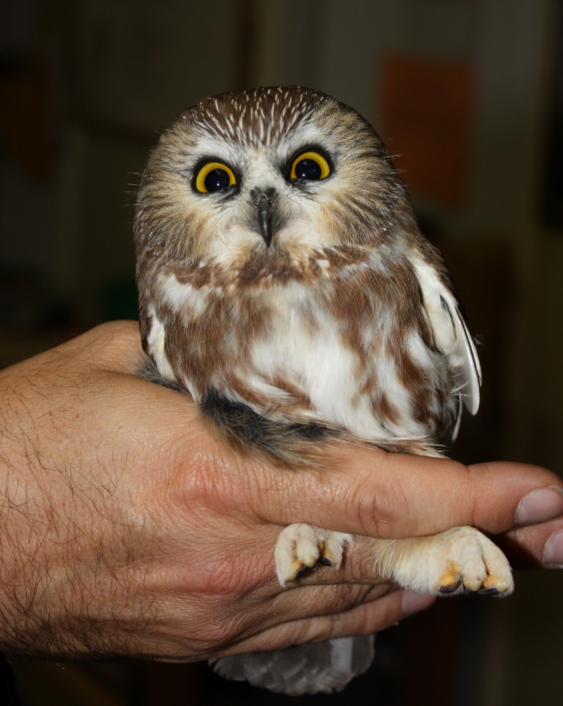 Owls - Susquehannock Wildlife Society