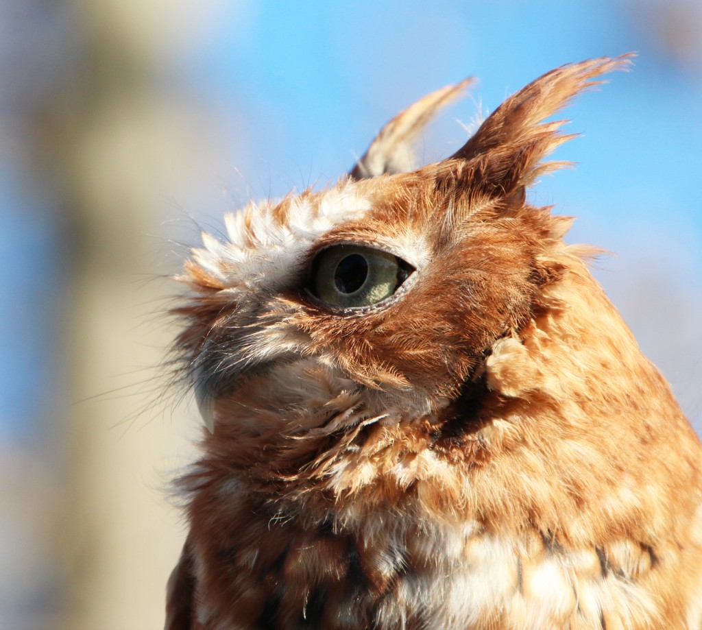 Screetch-owl
