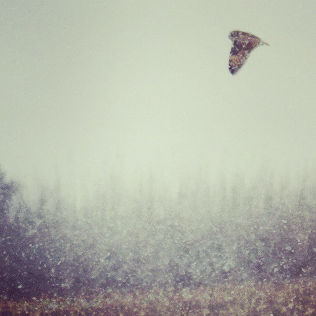 Short-eared owl