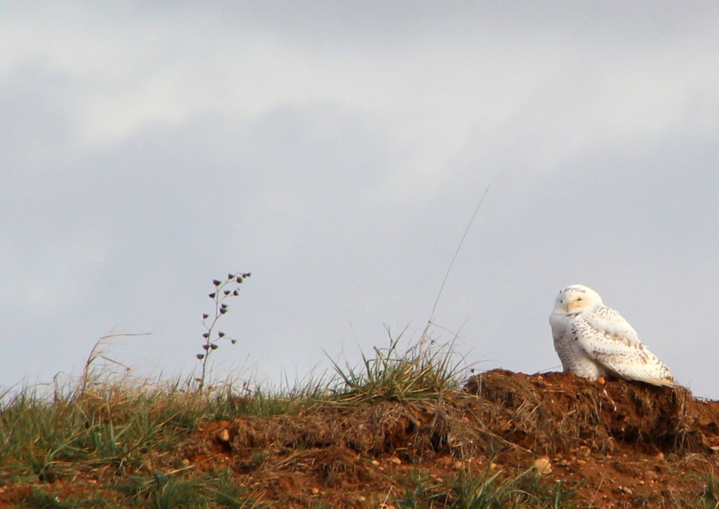 Snowy-Owl