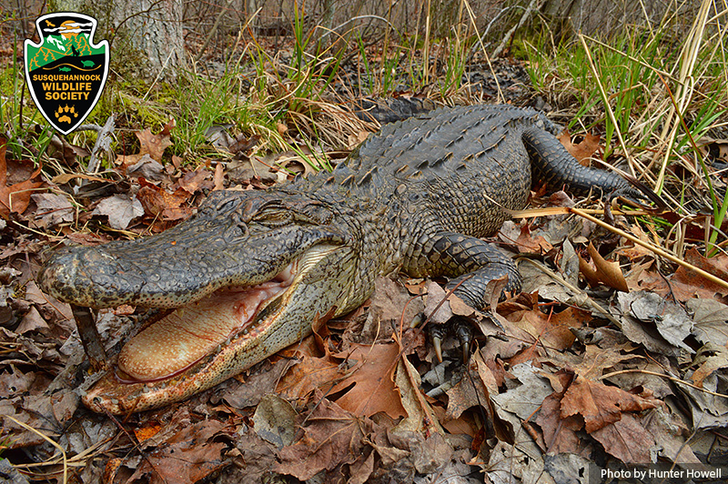 Alligator-found-dead-4-17-15