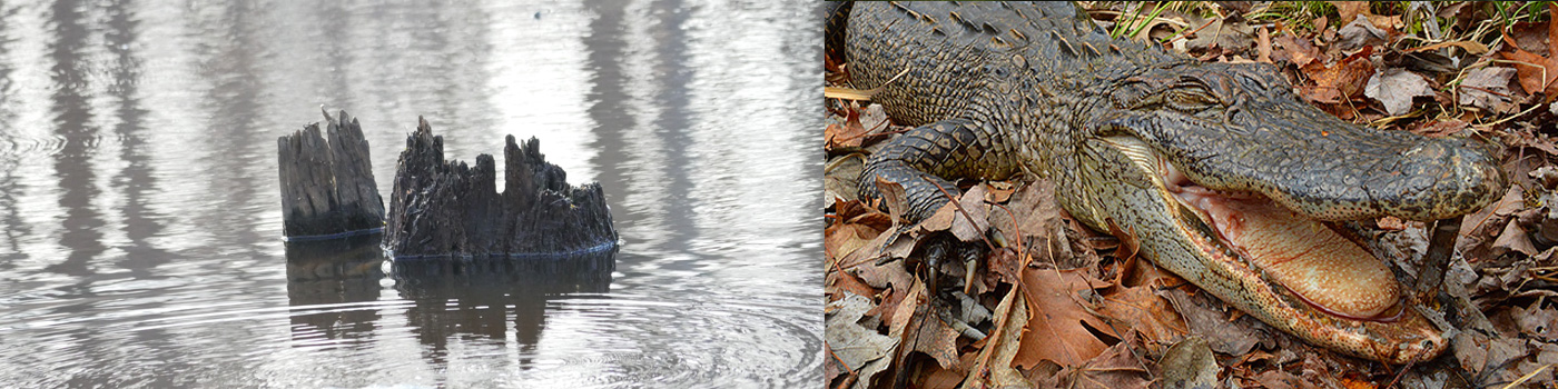 American Alligator Found Dead in Harford County; Reinforces Dangers of Releasing Pets into Wild