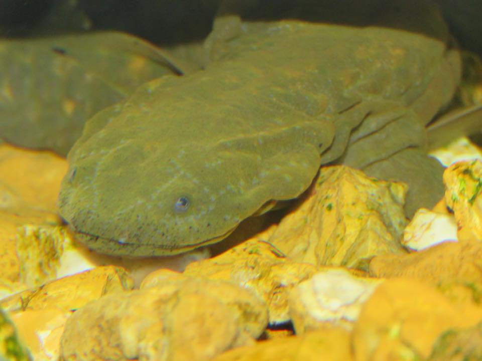 Eastern Hellbender Survey - Susquehannock Wildlife Society