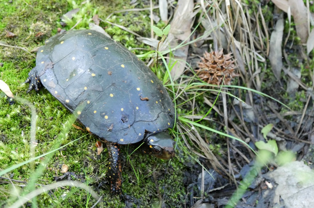 Spotted-Turtle