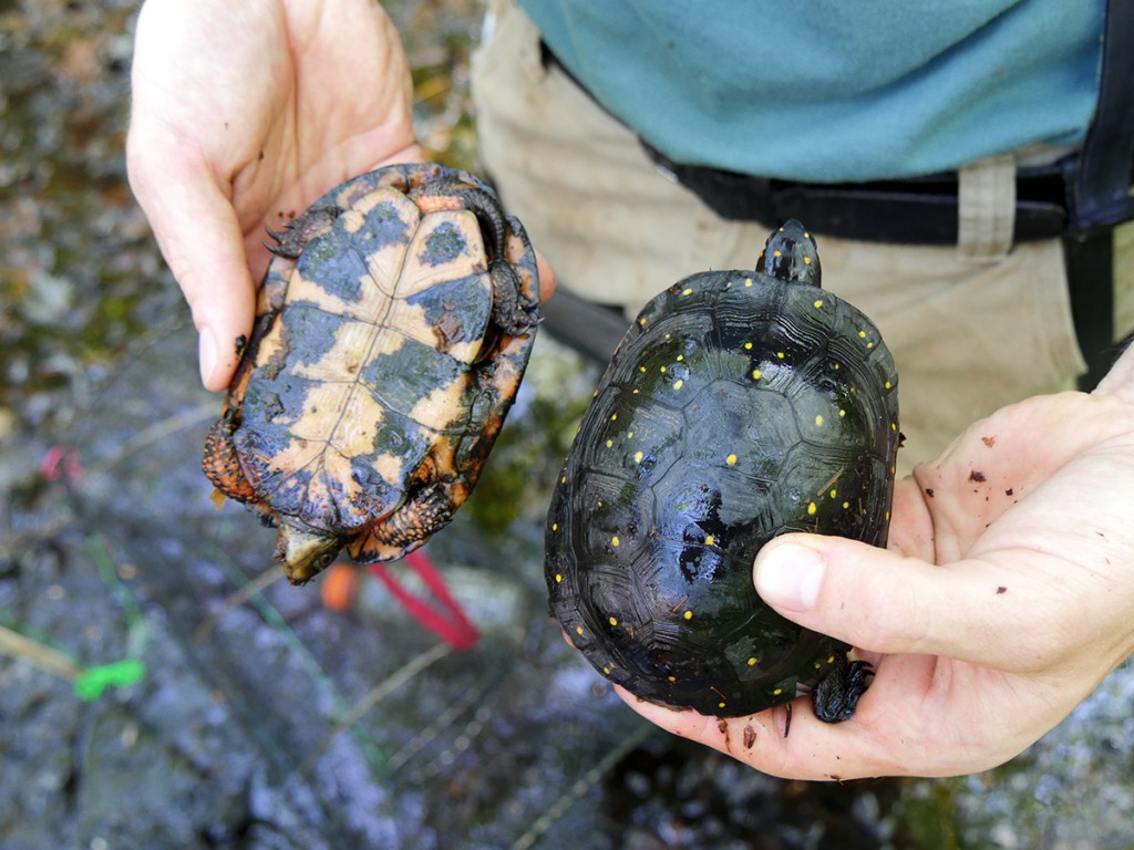 Spotted-turtles