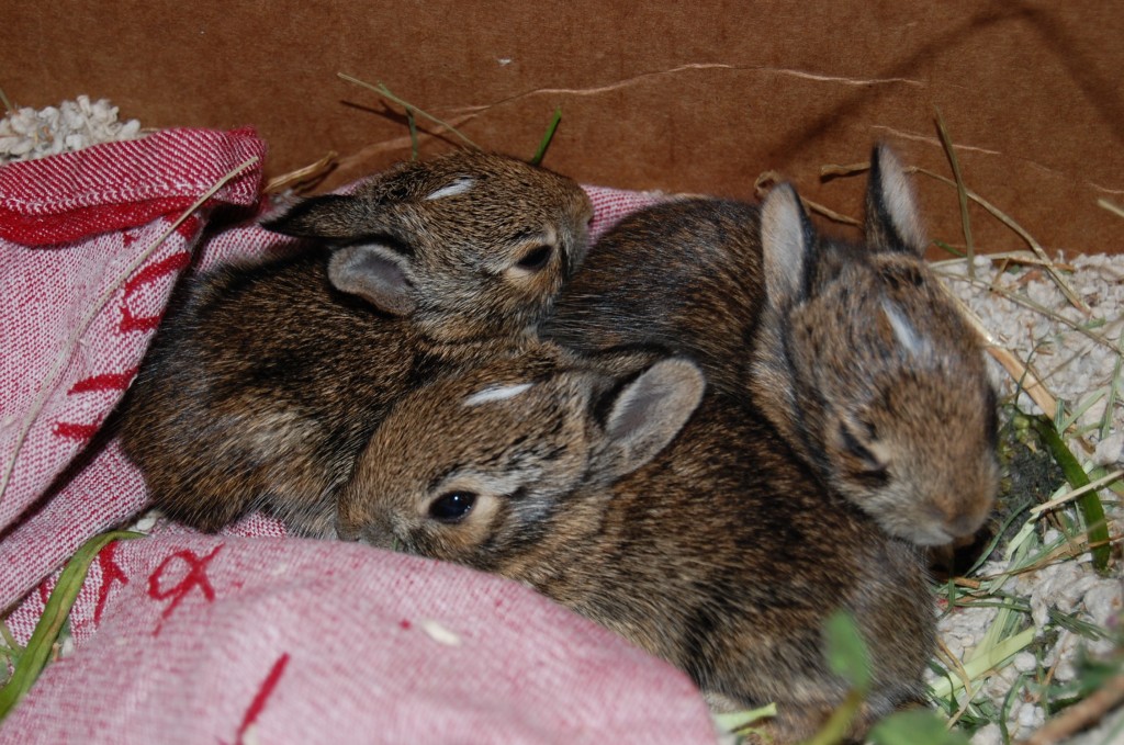 Baby bunnies
