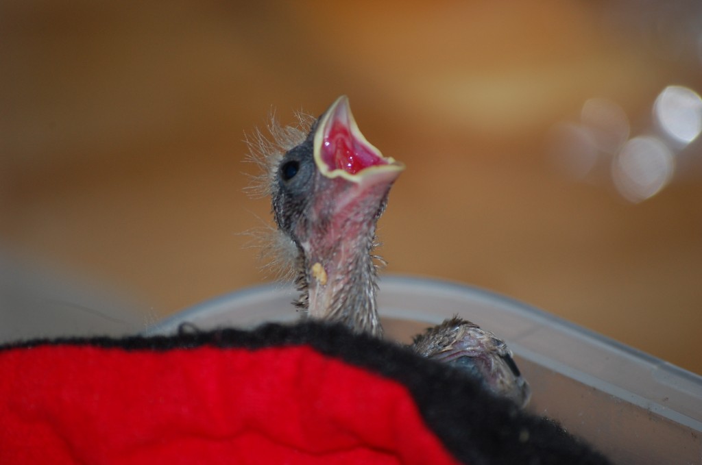 Baby bird