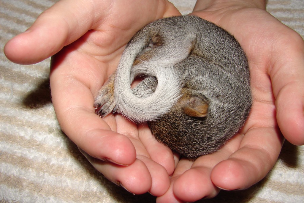 Babysquirrel