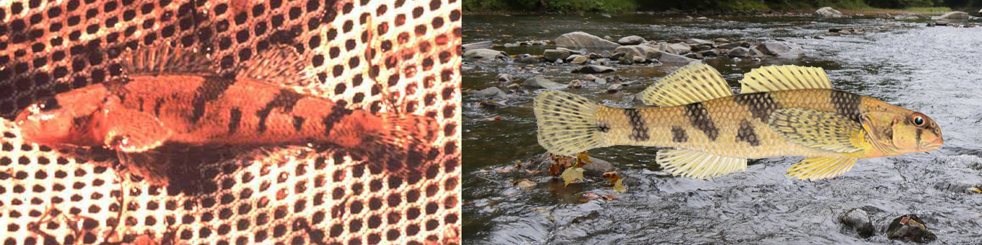 The Maryland Darter: The Rarest Fish in the World!