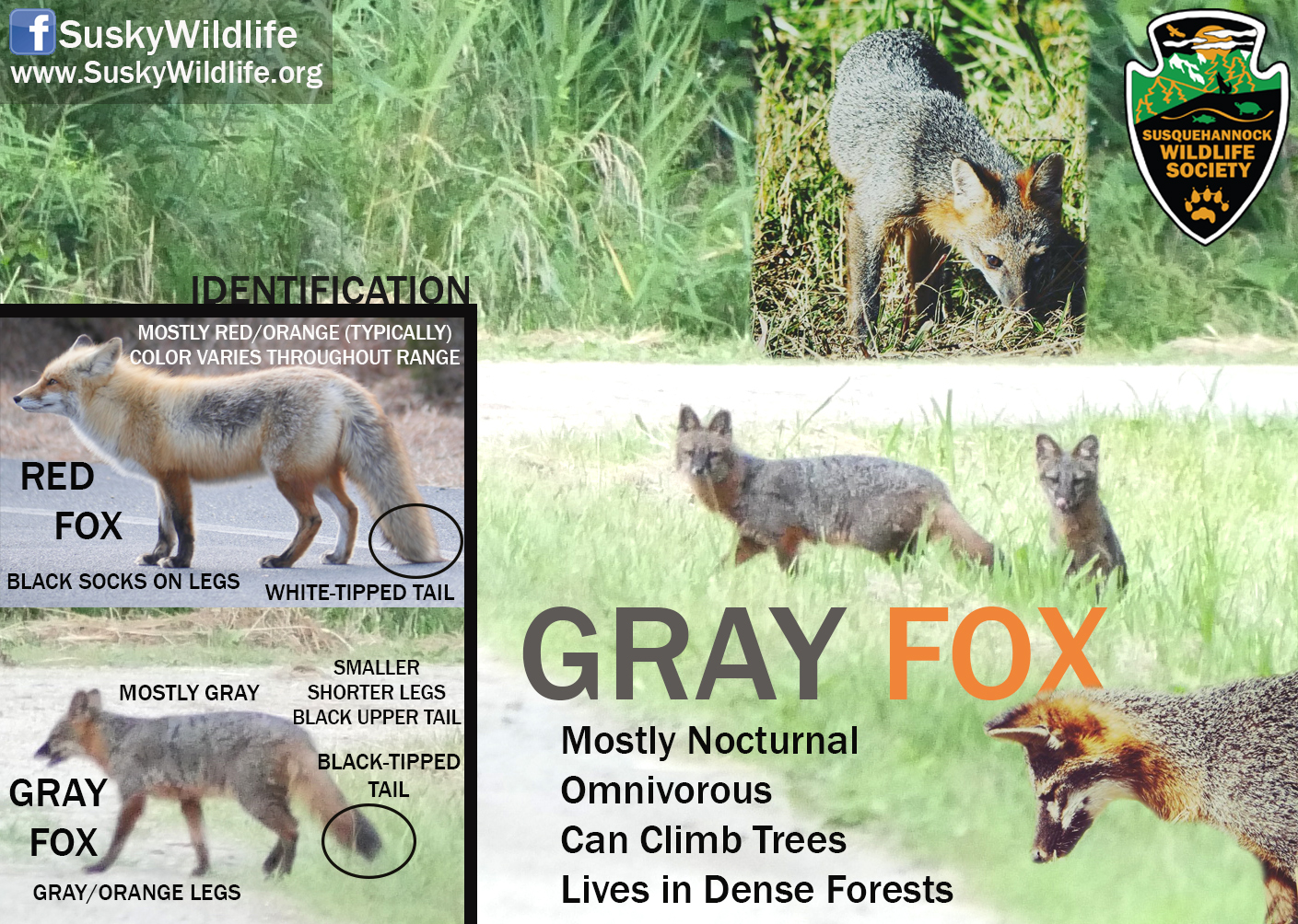 Gray-Fox