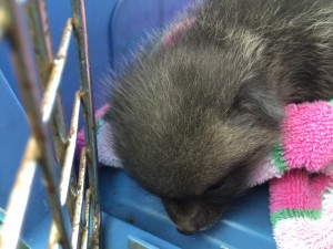 Gray fox kit