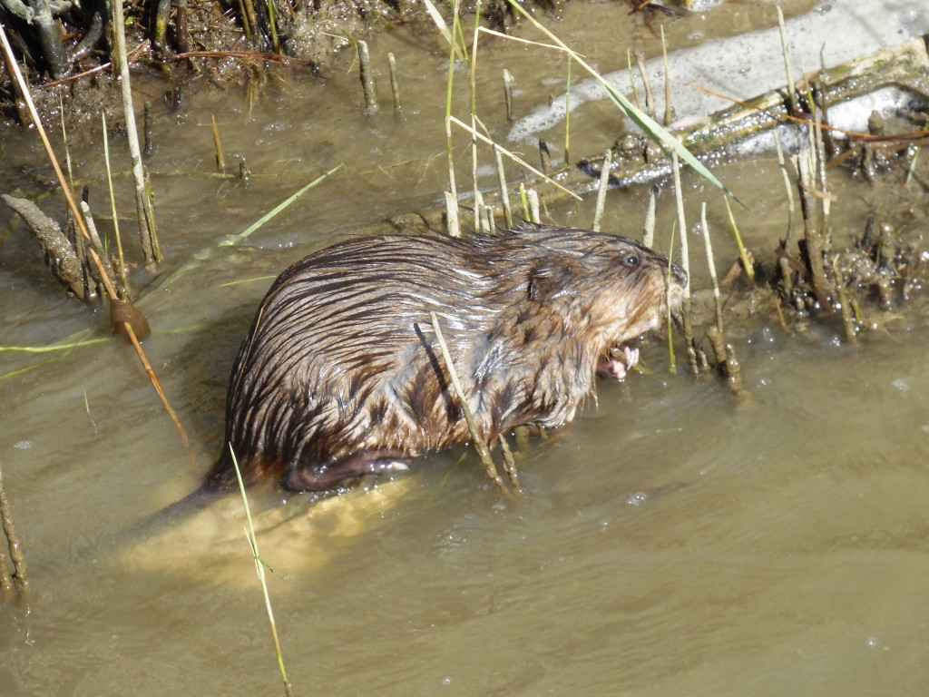 Muskrat