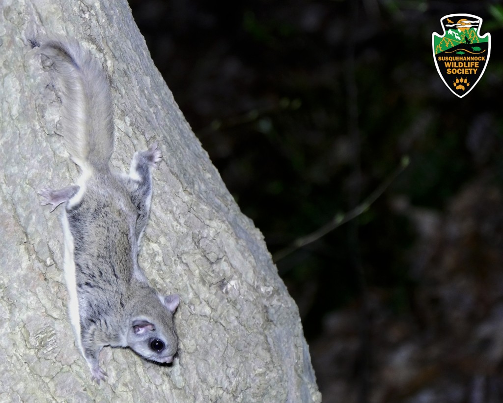 Southern-Flying-Squirrel