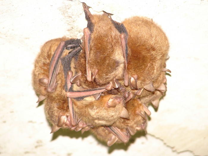 Bat cluster