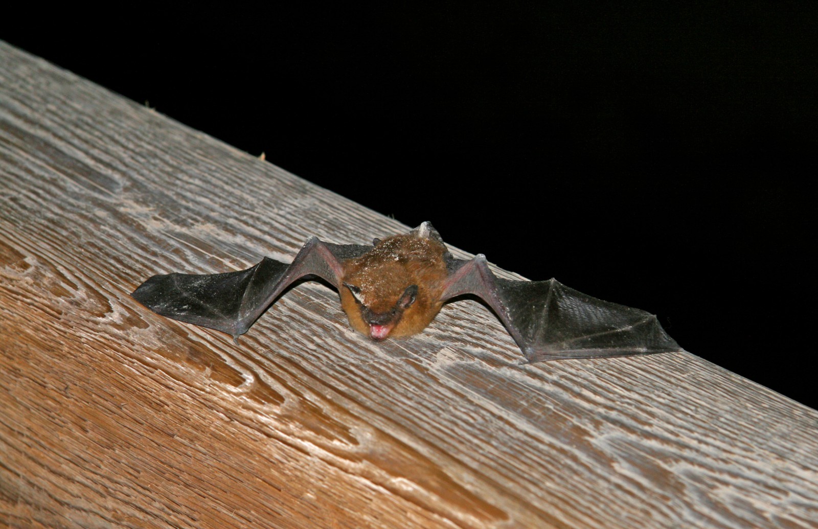 Things That Go Squeak in the Night