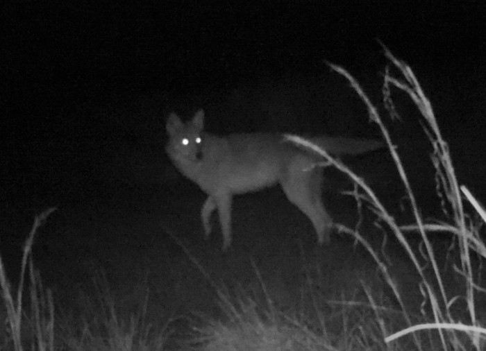 Eastern-coyote---Harford-Co-trail-camera