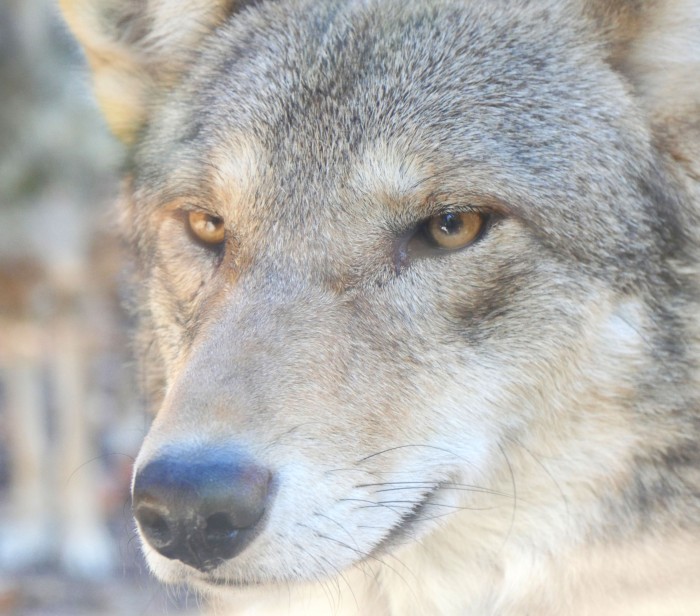 Endangered-red-wolf