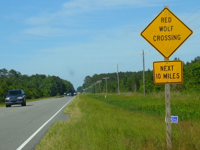 Red wolf crossing