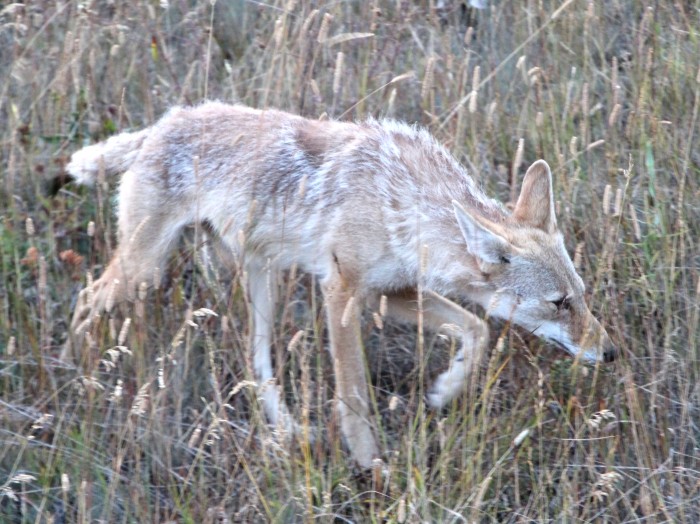 Western-coyote
