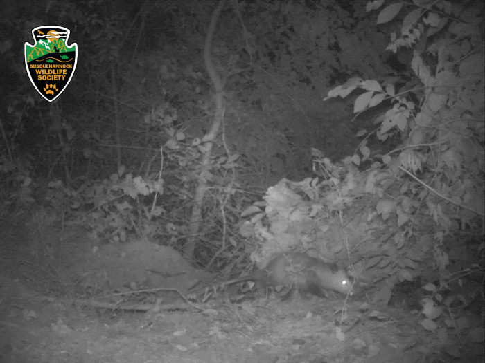 Opossum-trailcamera