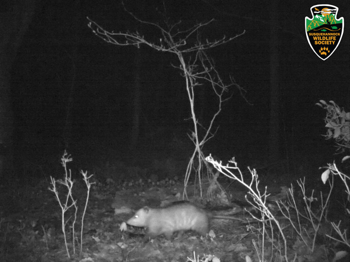 Opossum trail camera