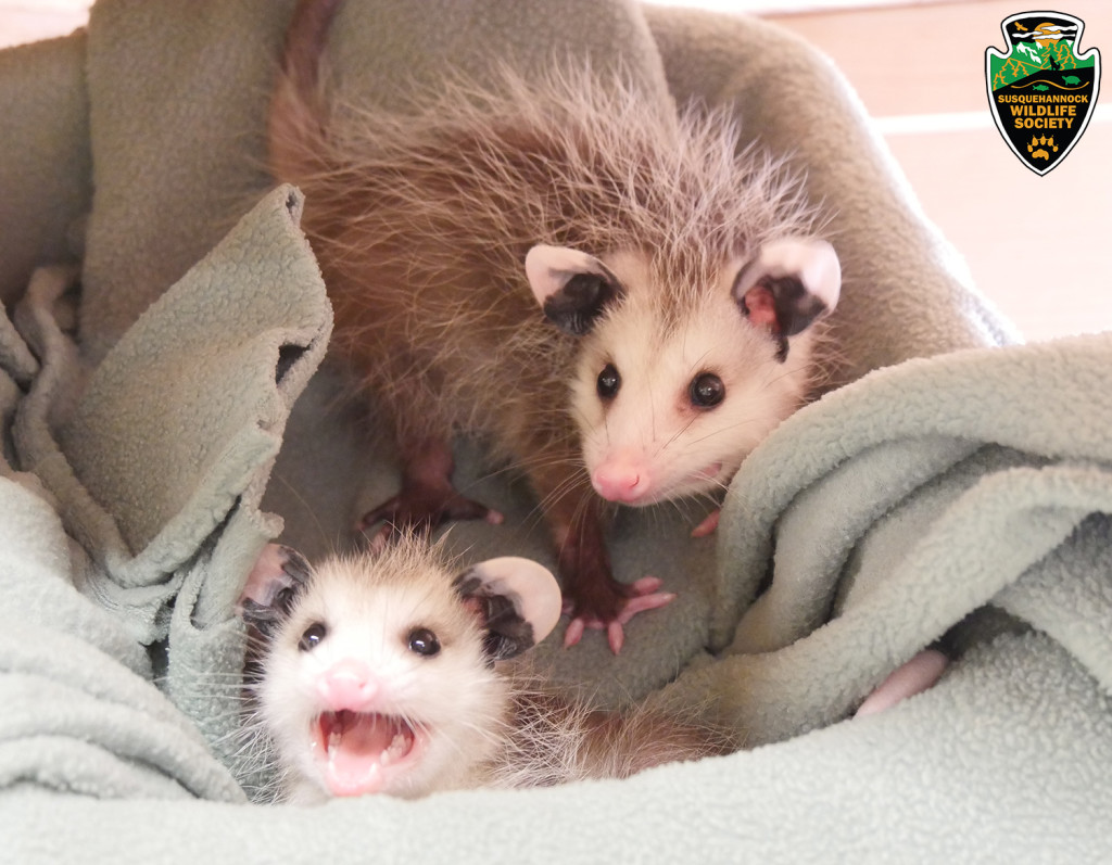 Opossum (1)