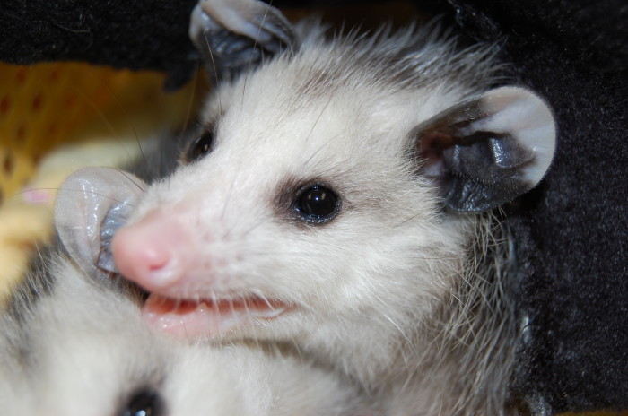 Opossum (2)