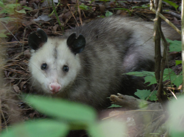 Virginia Opossum – Wildlife Illinois