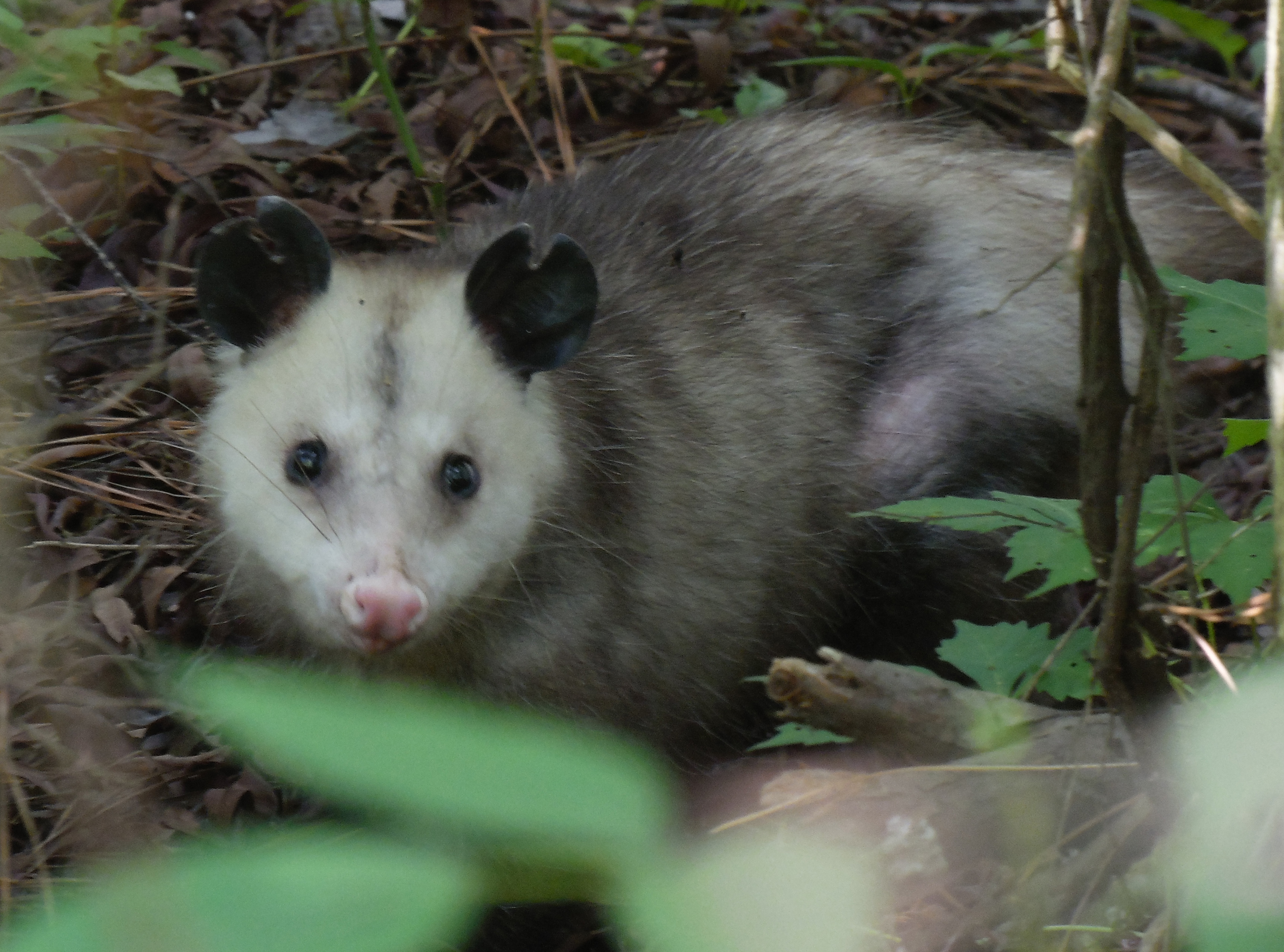 Virginia Opossum - Susquehannock Wildlife Society