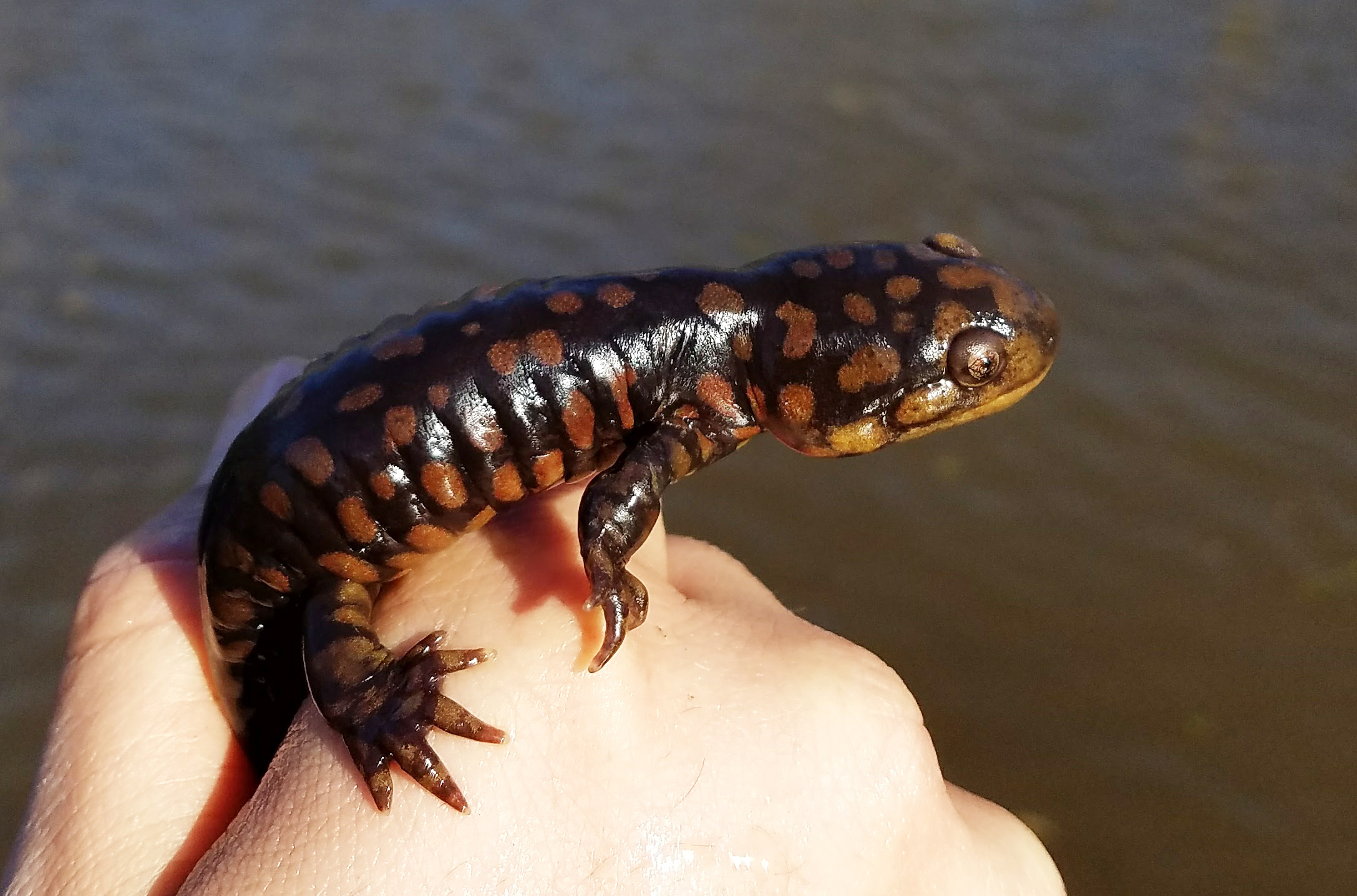 Tigers of the Delmarva Bays