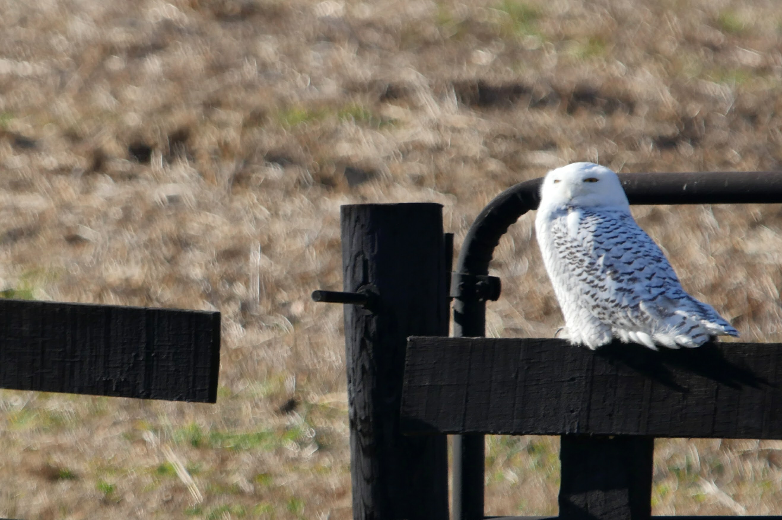 Return of the Snowy Owls!