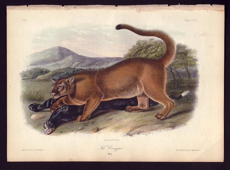 Eastern Cougar officially declared extinct, removed from Endangered Species  List - Susquehannock Wildlife Society