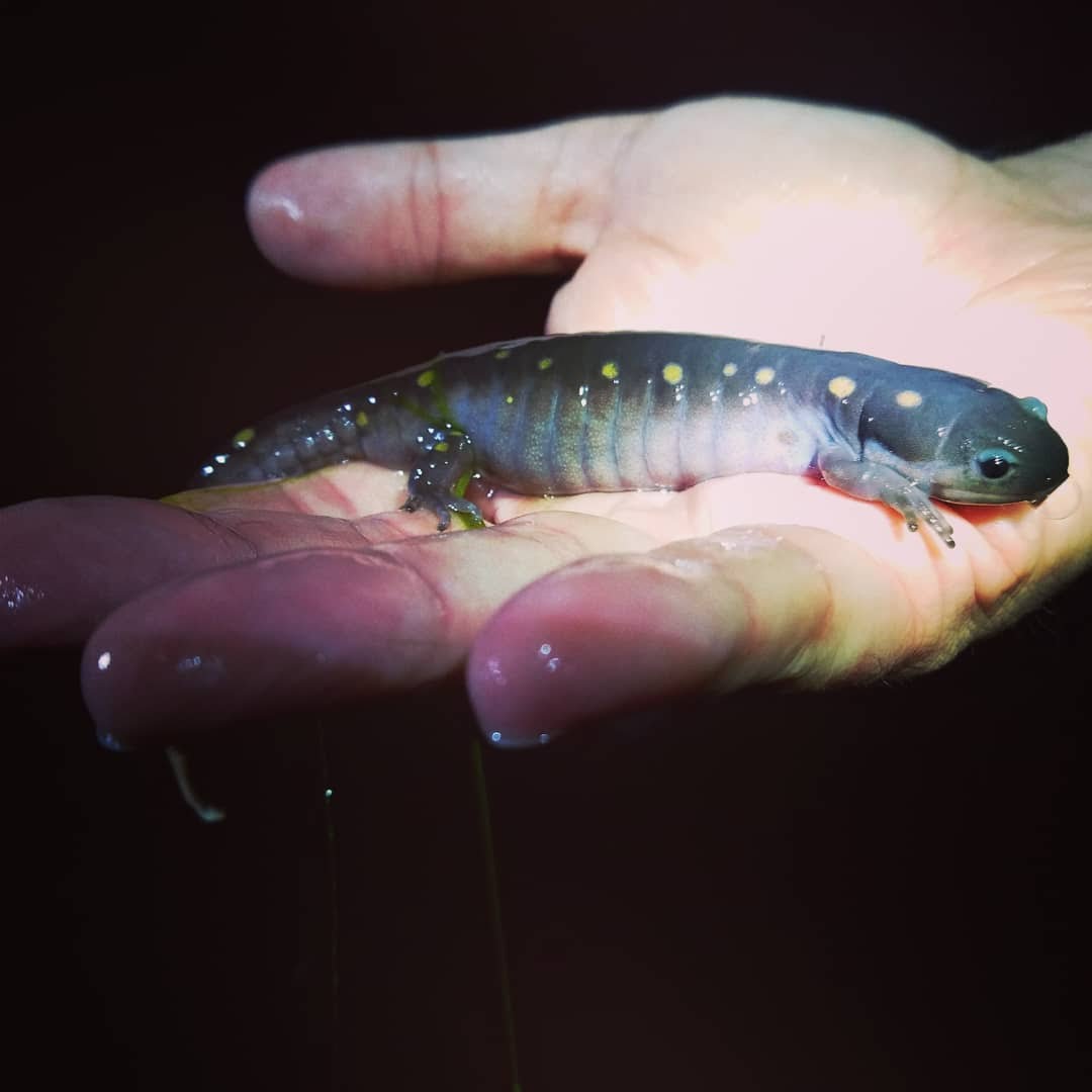 New Video! Vernal Pool Survey – Harford County, Maryland