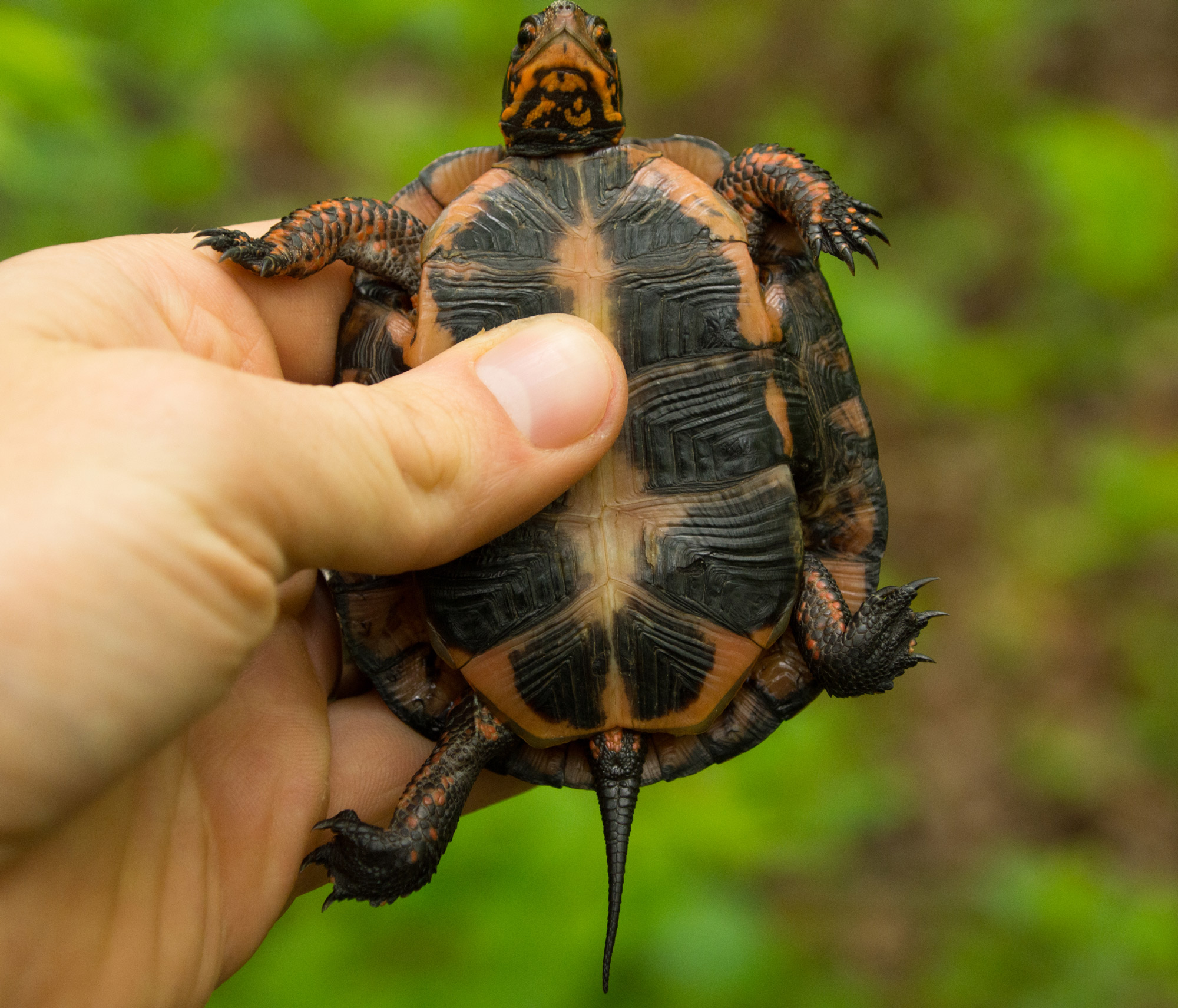 A Common Method of Aging Turtles Found to Not Be Reliable