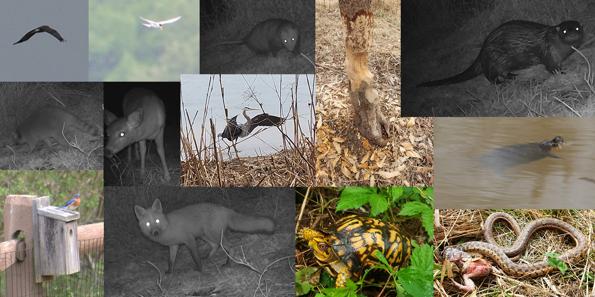 SWS Presents Video of Cecil County GI Wildlife Survey Findings