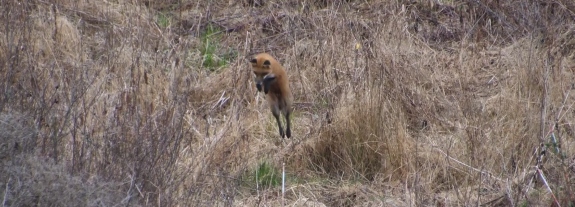 New Video of Red Fox Hunting Voles at the Wildlife Center